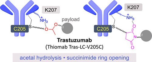 Trastuzumab paper image